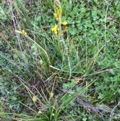 Bulbine bulbosa (Golden Lily) at Mcquoids Hill - 19 Sep 2020 by PeterR