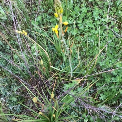 Bulbine bulbosa (Golden Lily) at McQuoids Hill - 19 Sep 2020 by PeterR