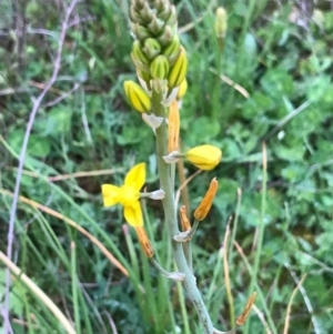 Bulbine bulbosa at Tuggeranong DC, ACT - 19 Sep 2020