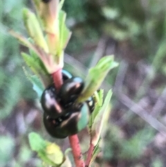 Chrysolina quadrigemina (Greater St Johns Wort beetle) at Tuggeranong DC, ACT - 19 Sep 2020 by PeterR