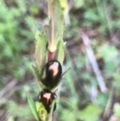 Chrysolina quadrigemina at Tuggeranong DC, ACT - 19 Sep 2020