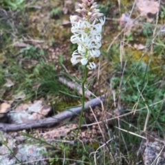 Stackhousia monogyna (Creamy Candles) at Tuggeranong DC, ACT - 19 Sep 2020 by PeterR