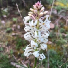 Stackhousia monogyna at Tuggeranong DC, ACT - 19 Sep 2020 09:22 PM