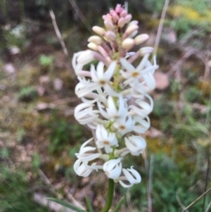 Stackhousia monogyna at Tuggeranong DC, ACT - 19 Sep 2020 09:22 PM