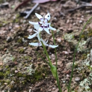 Wurmbea dioica subsp. dioica at Tuggeranong DC, ACT - 19 Sep 2020