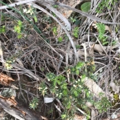 Melichrus urceolatus (Urn Heath) at McQuoids Hill - 19 Sep 2020 by PeterR