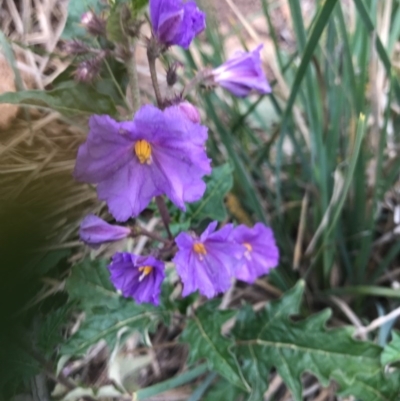 Solanum cinereum (Narrawa Burr) at McQuoids Hill - 19 Sep 2020 by PeterR