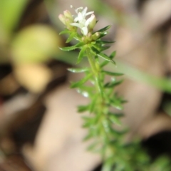 Asperula conferta (Common Woodruff) at Deakin, ACT - 21 Sep 2020 by LisaH