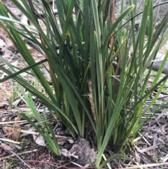 Lomandra longifolia (Spiny-headed Mat-rush, Honey Reed) at Tuggeranong DC, ACT - 19 Sep 2020 by PeterR