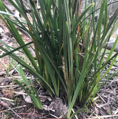 Lomandra longifolia (Spiny-headed Mat-rush, Honey Reed) at McQuoids Hill - 19 Sep 2020 by PeterR