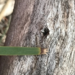 Lomandra longifolia at Tuggeranong DC, ACT - 19 Sep 2020