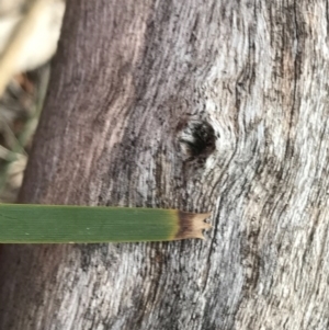 Lomandra longifolia at Tuggeranong DC, ACT - 19 Sep 2020