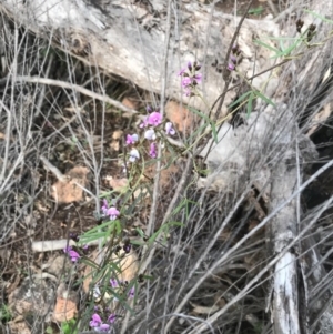 Glycine clandestina at Tuggeranong DC, ACT - 19 Sep 2020 09:03 PM