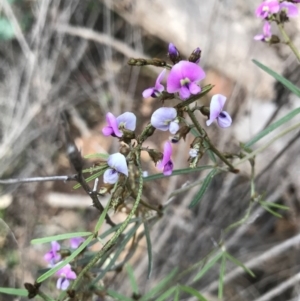 Glycine clandestina at Tuggeranong DC, ACT - 19 Sep 2020 09:03 PM