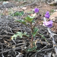 Solanum cinereum (Narrawa Burr) at McQuoids Hill - 19 Sep 2020 by PeterR