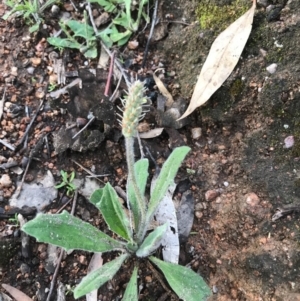 Plantago varia at Tuggeranong DC, ACT - 19 Sep 2020 08:59 PM