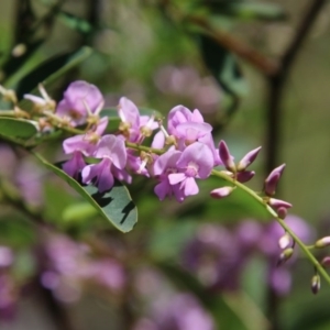 Indigofera australis subsp. australis at Deakin, ACT - 21 Sep 2020