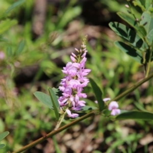 Indigofera australis subsp. australis at Deakin, ACT - 21 Sep 2020