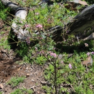Indigofera australis subsp. australis at Deakin, ACT - 21 Sep 2020