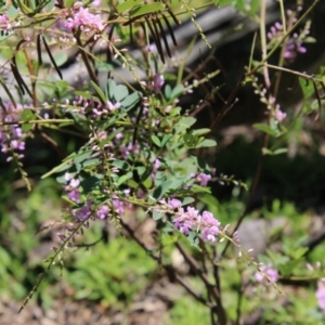 Indigofera australis subsp. australis at Deakin, ACT - 21 Sep 2020