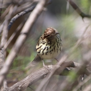 Pyrrholaemus sagittatus at Deakin, ACT - 21 Sep 2020