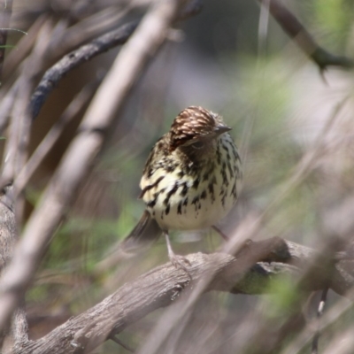 Pyrrholaemus sagittatus (Speckled Warbler) at Red Hill Nature Reserve - 21 Sep 2020 by LisaH