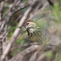 Pyrrholaemus sagittatus at Deakin, ACT - 21 Sep 2020