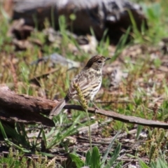 Pyrrholaemus sagittatus at Deakin, ACT - 21 Sep 2020