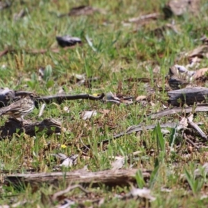 Pyrrholaemus sagittatus at Deakin, ACT - 21 Sep 2020