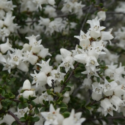 Cryptandra amara (Bitter Cryptandra) at Theodore, ACT - 21 Sep 2020 by owenh