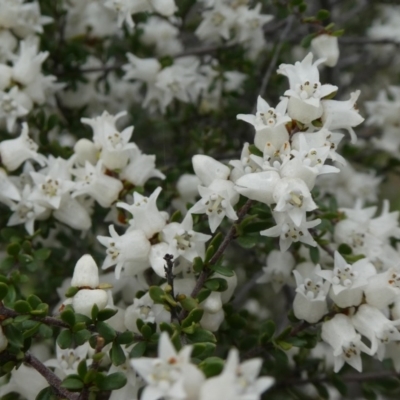 Cryptandra amara (Bitter Cryptandra) at Tuggeranong Hill - 20 Sep 2020 by Owen