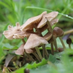 Unidentified Fungus at Hughes Grassy Woodland - 21 Sep 2020 by LisaH