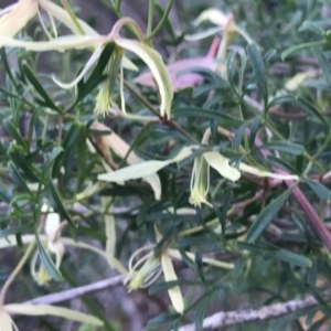 Clematis leptophylla at Tuggeranong DC, ACT - 19 Sep 2020