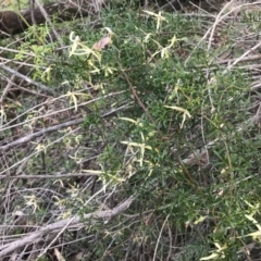 Clematis leptophylla at Tuggeranong DC, ACT - 19 Sep 2020