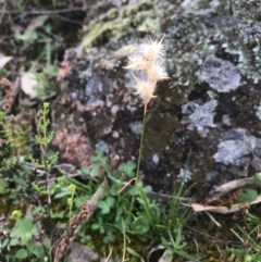 Rytidosperma sp. (Wallaby Grass) at McQuoids Hill - 19 Sep 2020 by PeterR