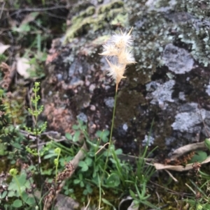 Rytidosperma sp. at Tuggeranong DC, ACT - 19 Sep 2020