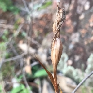 Diplodium sp. at Tuggeranong DC, ACT - 19 Sep 2020