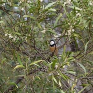 Pachycephala rufiventris at Paddys River, ACT - 21 Sep 2020