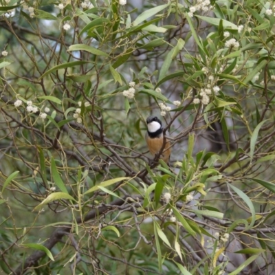 Pachycephala rufiventris (Rufous Whistler) at Tidbinbilla Nature Reserve - 21 Sep 2020 by ClubFED