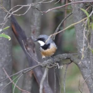 Pachycephala rufiventris at Paddys River, ACT - 21 Sep 2020 12:48 PM