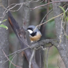 Pachycephala rufiventris at Paddys River, ACT - 21 Sep 2020