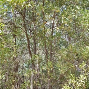 Pachycephala rufiventris at Paddys River, ACT - 21 Sep 2020