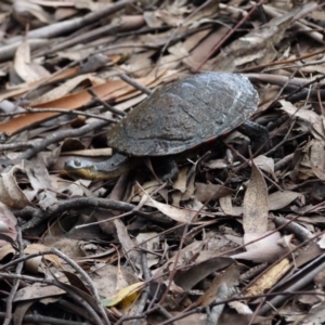 Chelodina longicollis at Paddys River, ACT - 21 Sep 2020 01:10 PM