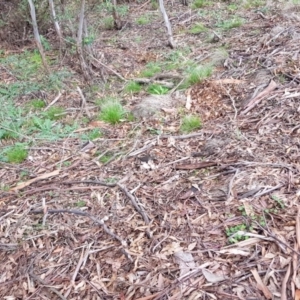 Chelodina longicollis at Paddys River, ACT - 21 Sep 2020