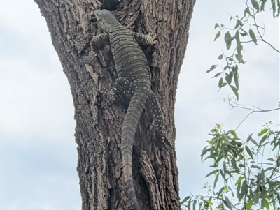 Varanus varius (Lace Monitor) at Springdale Heights, NSW - 21 Sep 2020 by ChrisAllen