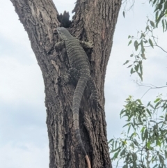 Varanus varius (Lace Monitor) at Red Light Hill Reserve - 21 Sep 2020 by ChrisAllen