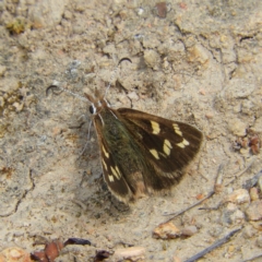 Herimosa albovenata (White-veined Sand-skipper) at Tuggeranong Hill - 19 Sep 2020 by MatthewFrawley