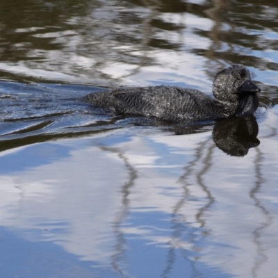 Biziura lobata (Musk Duck) at Tidbinbilla Nature Reserve - 21 Sep 2020 by ClubFED