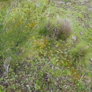 Melangyna sp. (genus) at Paddys River, ACT - 21 Sep 2020