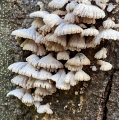 Schizophyllum commune (Split Gill Fungus) at Deakin, ACT - 21 Sep 2020 by LisaH